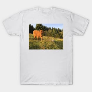 Scottish Highland Cattle Calf 1553 T-Shirt